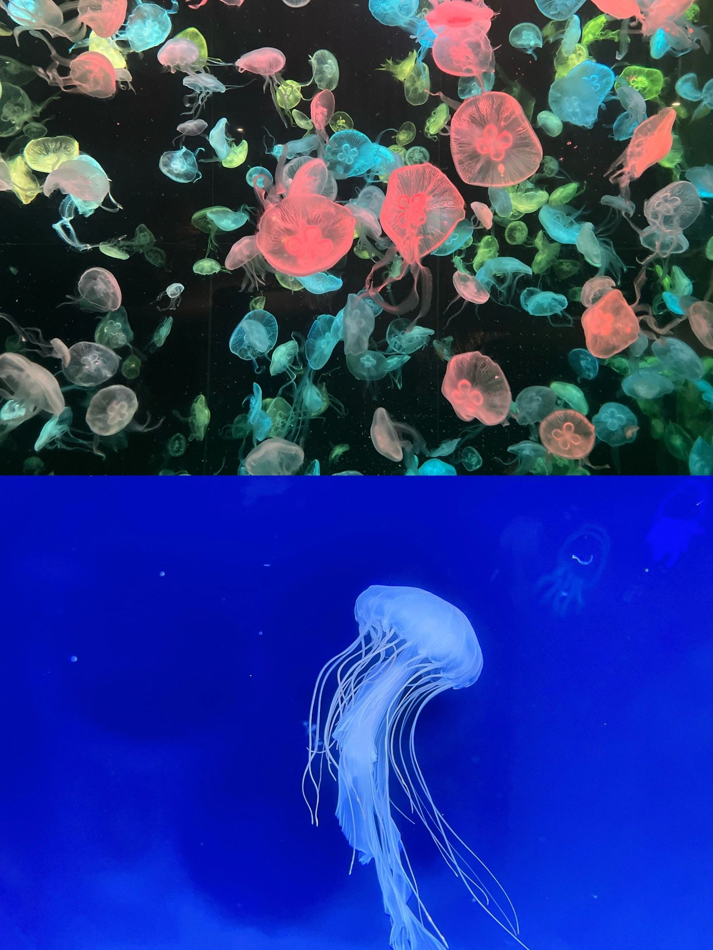码住|珠海长隆动物馆的宝藏机位|这篇就够