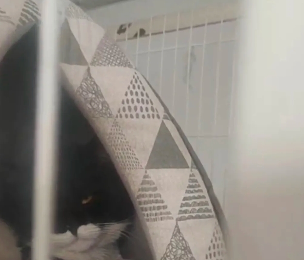 猫猫又被我送人了，昨天去看他的时候，他被新主人关在了笼子里，看我的眼神里都没有光