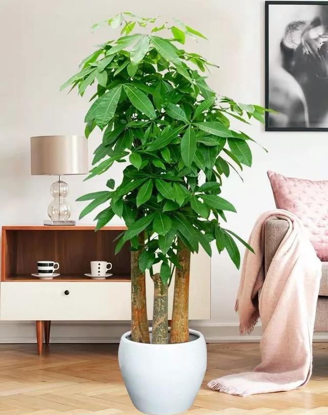 





发财树在生活中很常见，就是一种常见的观叶植物，能长得很高大，在原产地