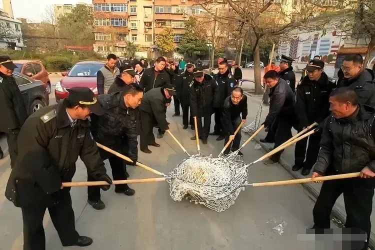 这应该是一只触犯天条的狗，九个人都是崭新的抓捕工具，有的还带了专门的手套，如果照