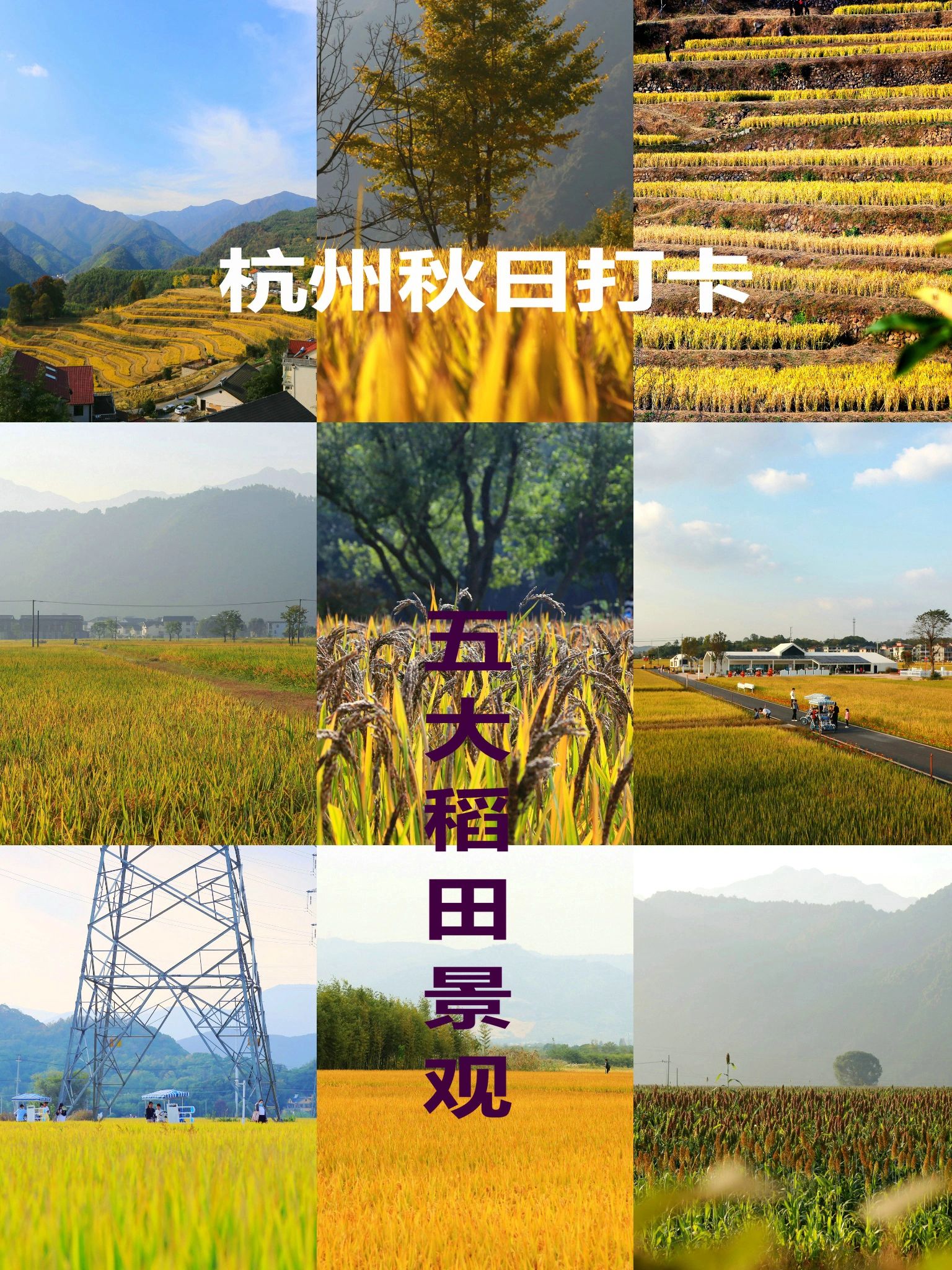 秋日打卡推荐，杭州五大稻田景观