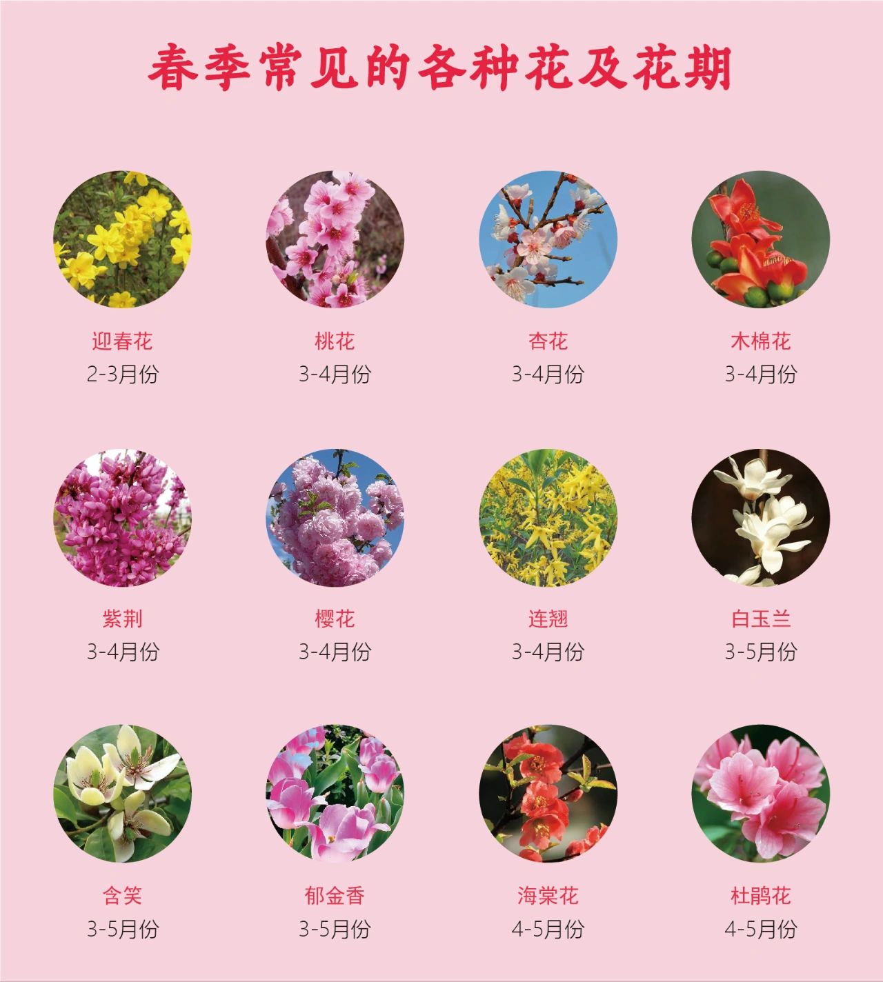春季常见的各种花#春天开的花有哪些#