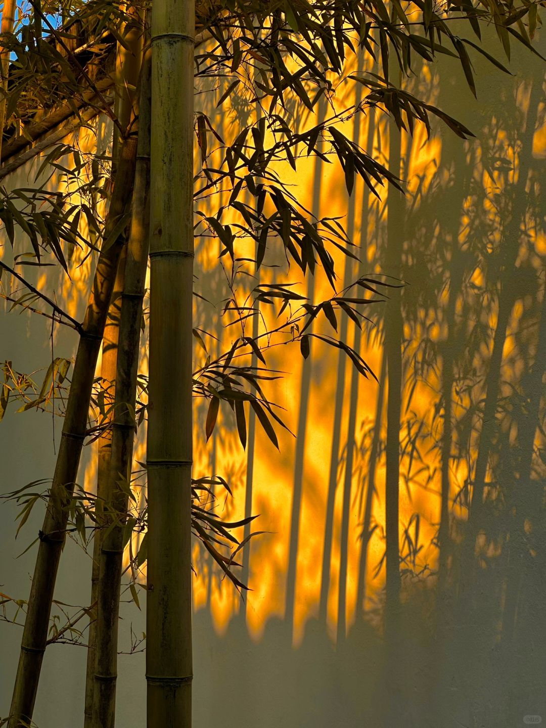 苏州留园｜以墙为纸，以光为笔🎋
-
“修竹有高节，清风无俗声”
-
4点阳光在