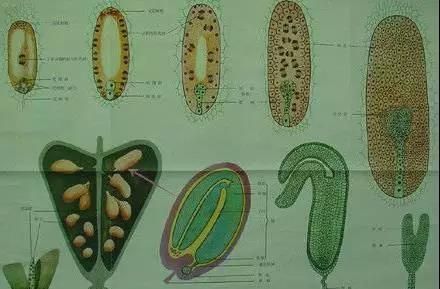 多种植物科识别口诀，收藏帖！太绝了！
盘点植物各科特征特点
枝有环痕雌雄多，聚合