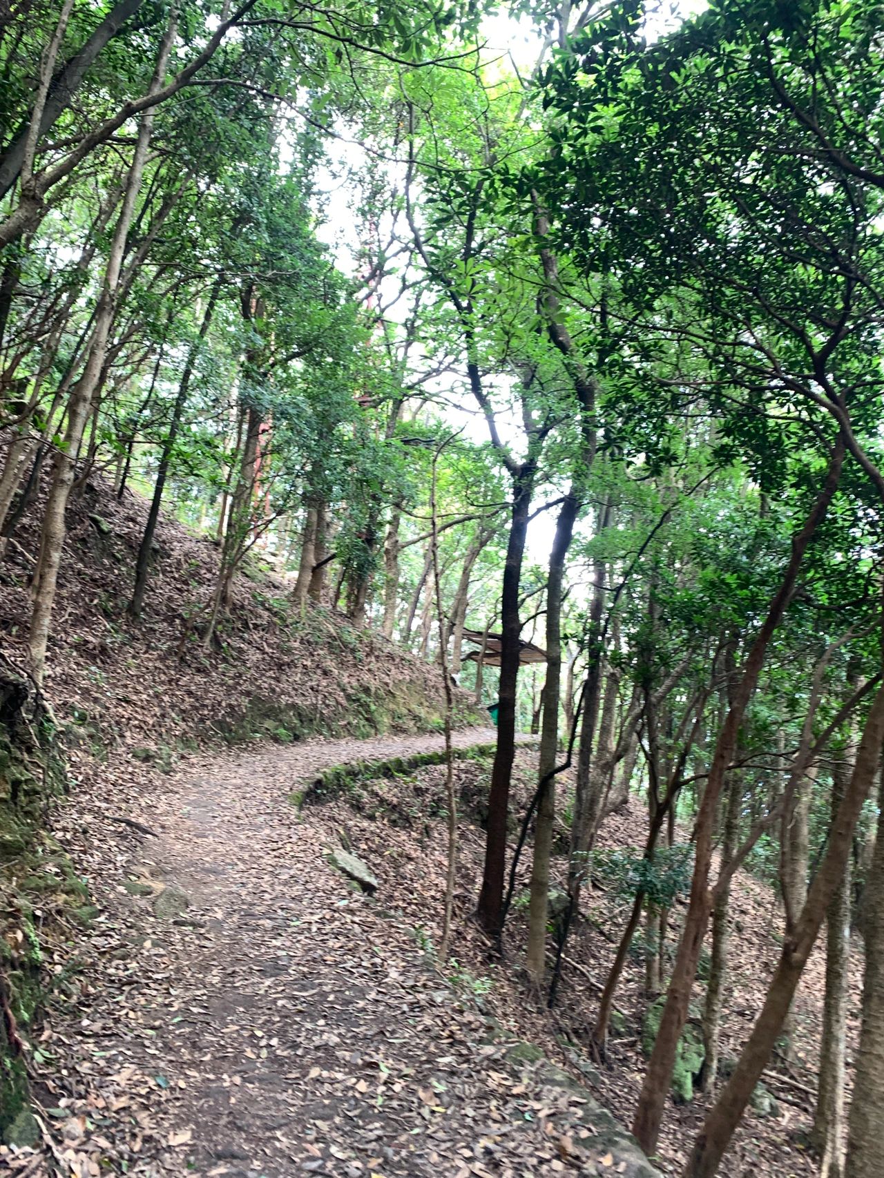 免费夜爬罗浮山攻略