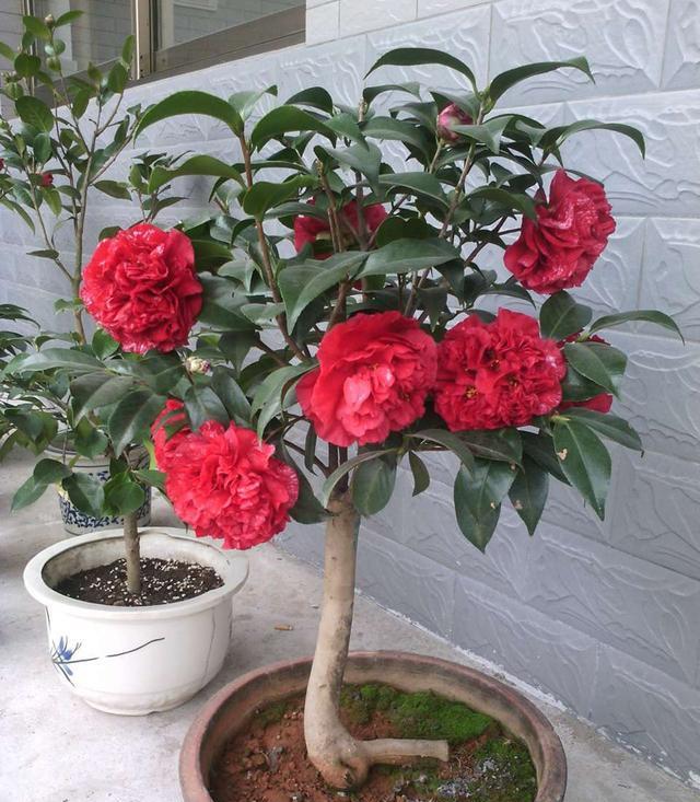 





复色品种的茶花，观赏价值更高
茶花是我国的传统名花，自古以来就受到人