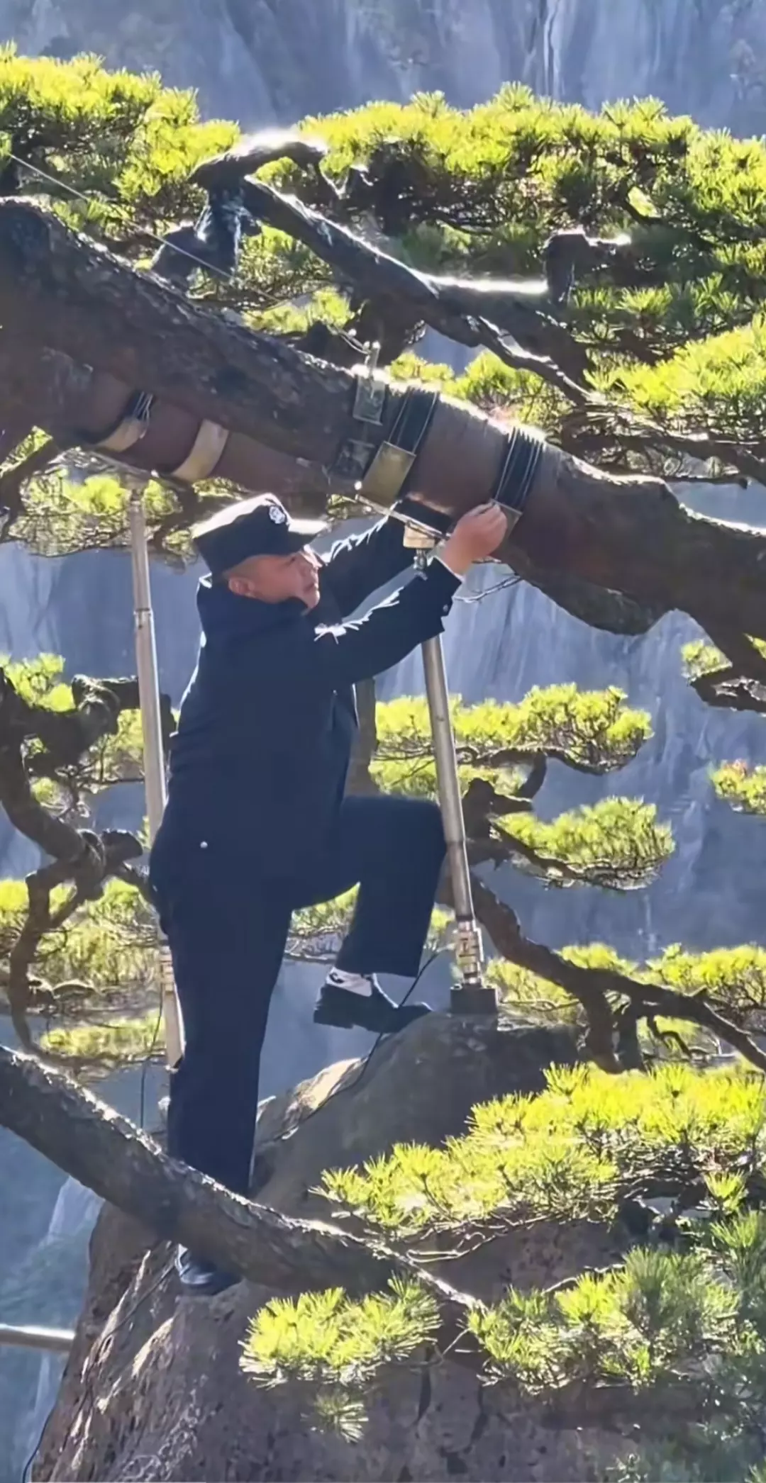 这就是你们看的黄山迎客松人工架出来的，要是断了摇钱树就没了！灵不灵魂不要紧，主要