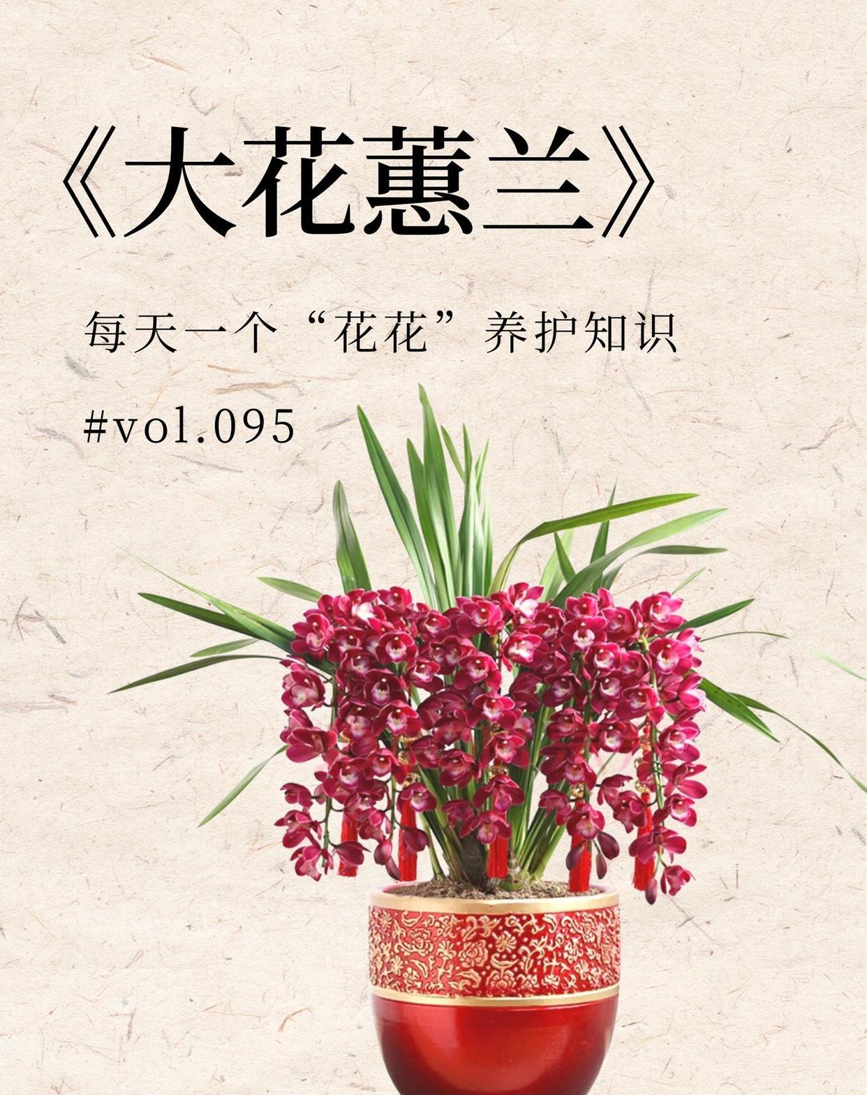 大花蕙兰永远是优雅yyds的—“大花蕙兰”

大花蕙兰算是年宵花的主角了
亲戚拜