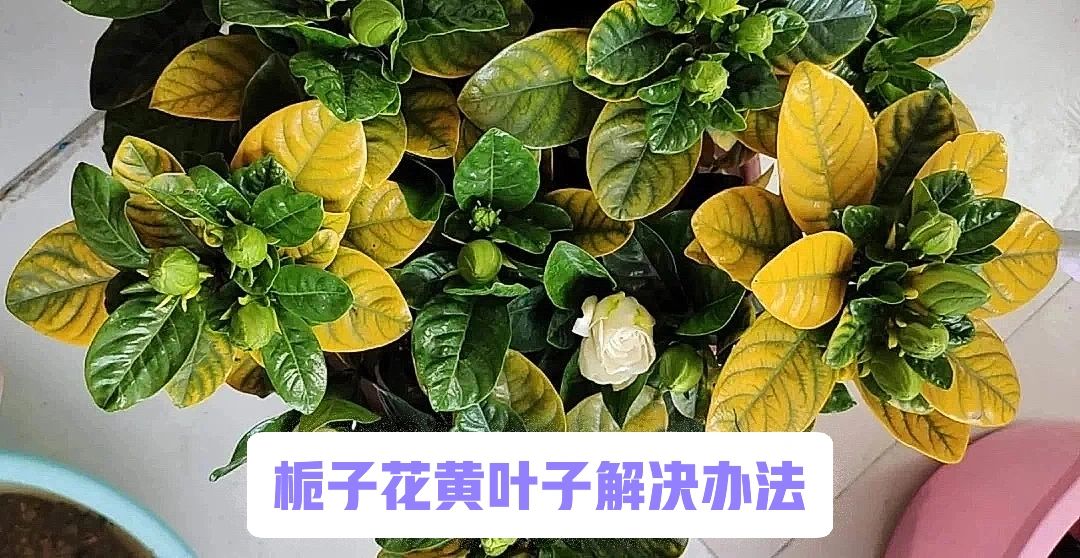 栀子花黄叶子#栀子花叶子发黄怎么办#