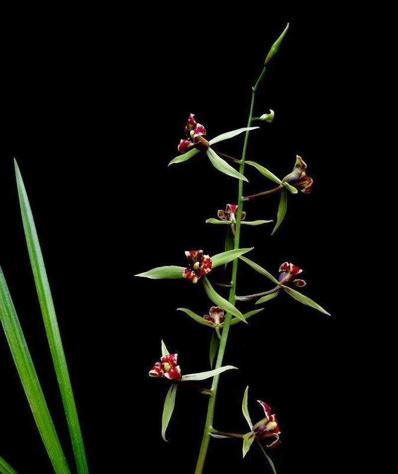 大叶寒兰和小叶寒兰的区分知识
正值寒兰开花期，现在万花凋谢，寒兰却开花吐芳。寒兰