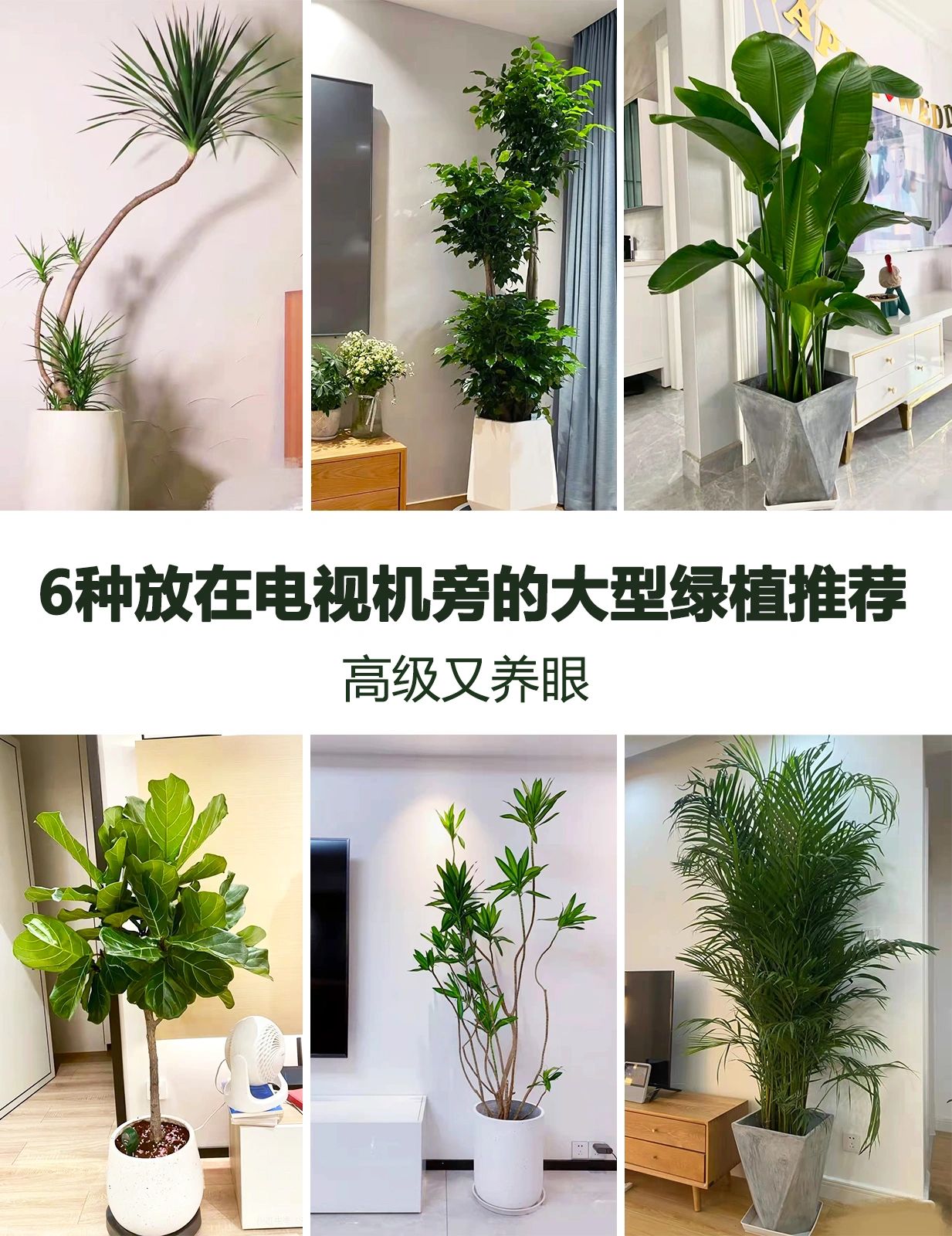 室内摆放的绿植#净化空气的室内植物#
