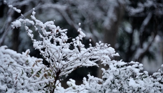冬天到底可以有多美
赏雪担当还得是北方啊~陕西、河南等地部分地区雪花飘飘，你那里