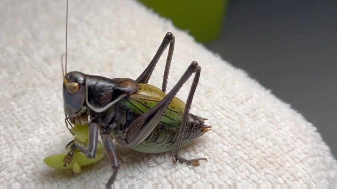 大自然的交响乐——蝈蝈的音乐