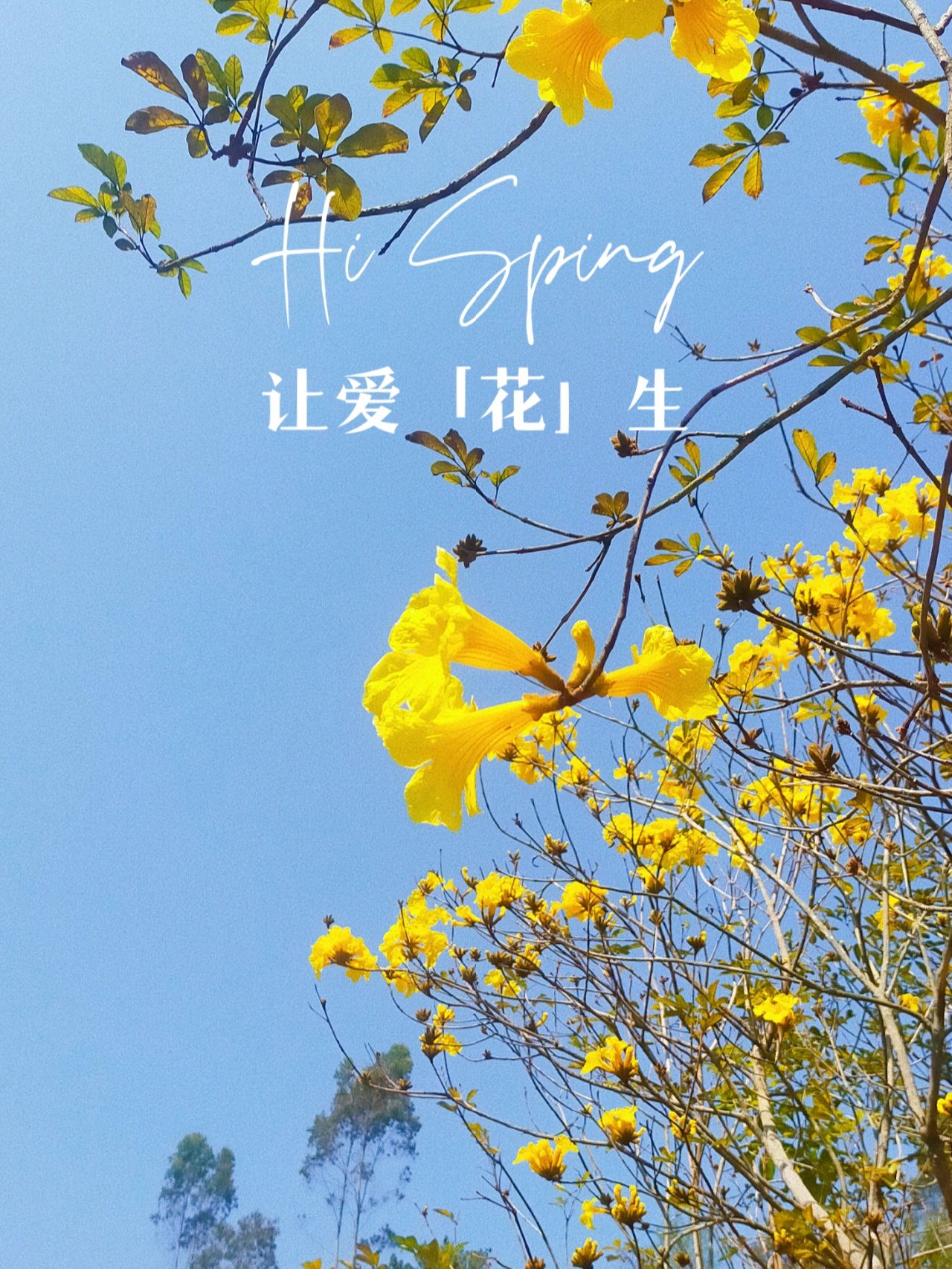 限定花季下的浪漫丨山谷营地约定有缘人❤️