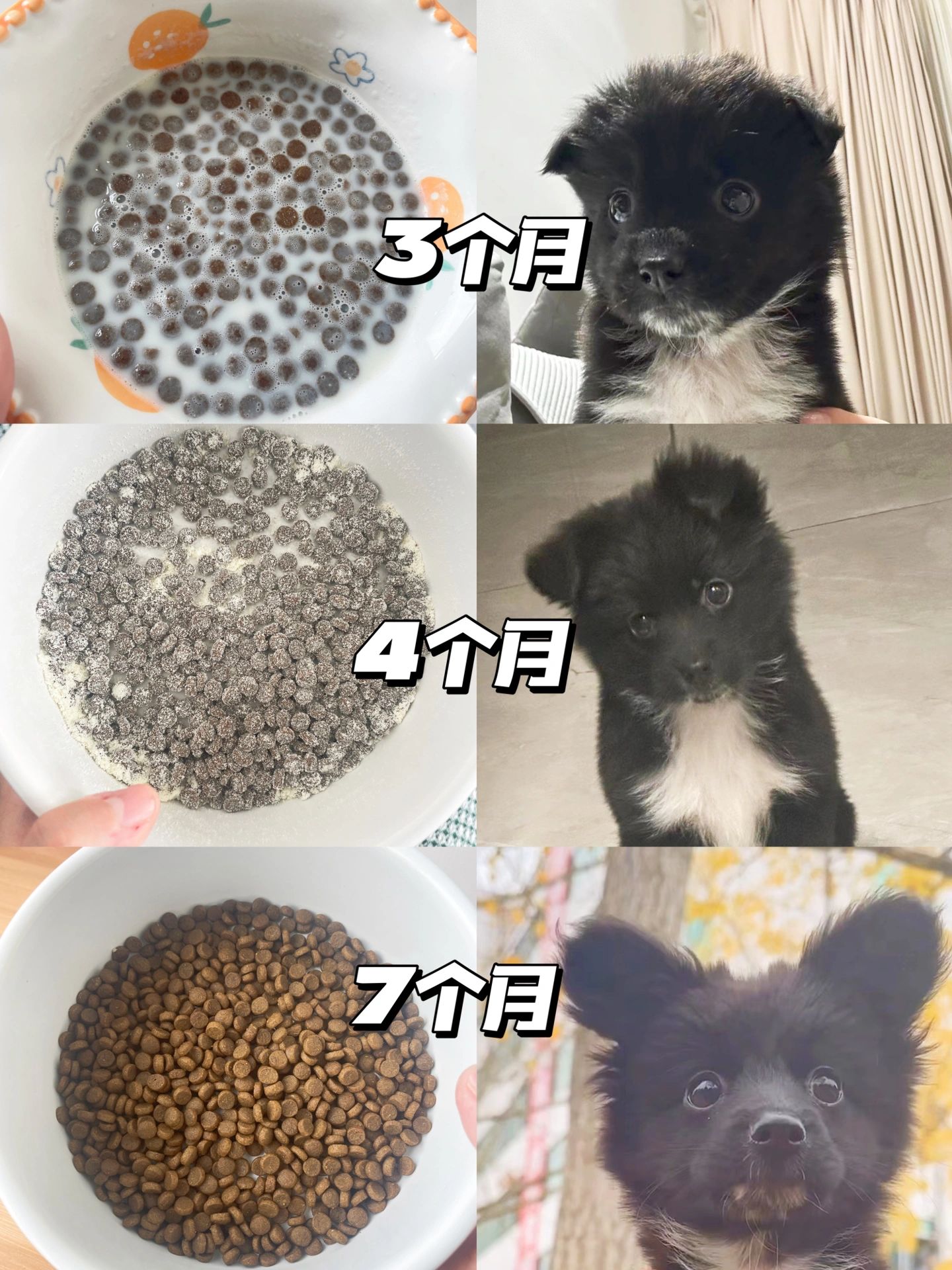 一岁前的小奶狗#幼犬一天喂多少克狗粮#