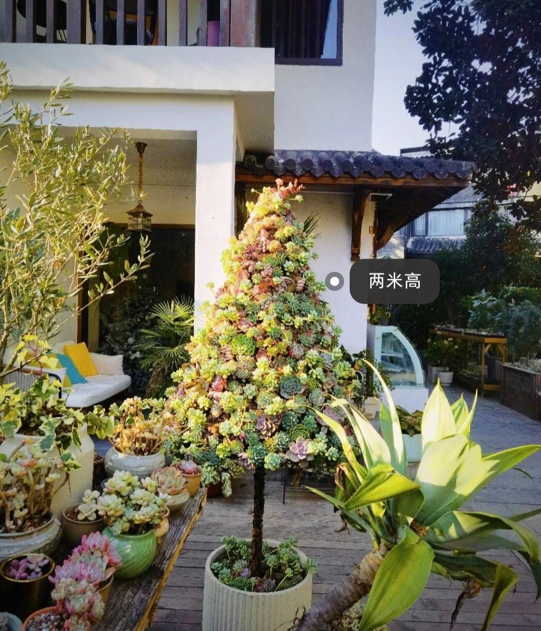 大千世界，无奇不有
这样的多肉圣诞树，你见过吗？
俗话说得好
养花的最高境界
不