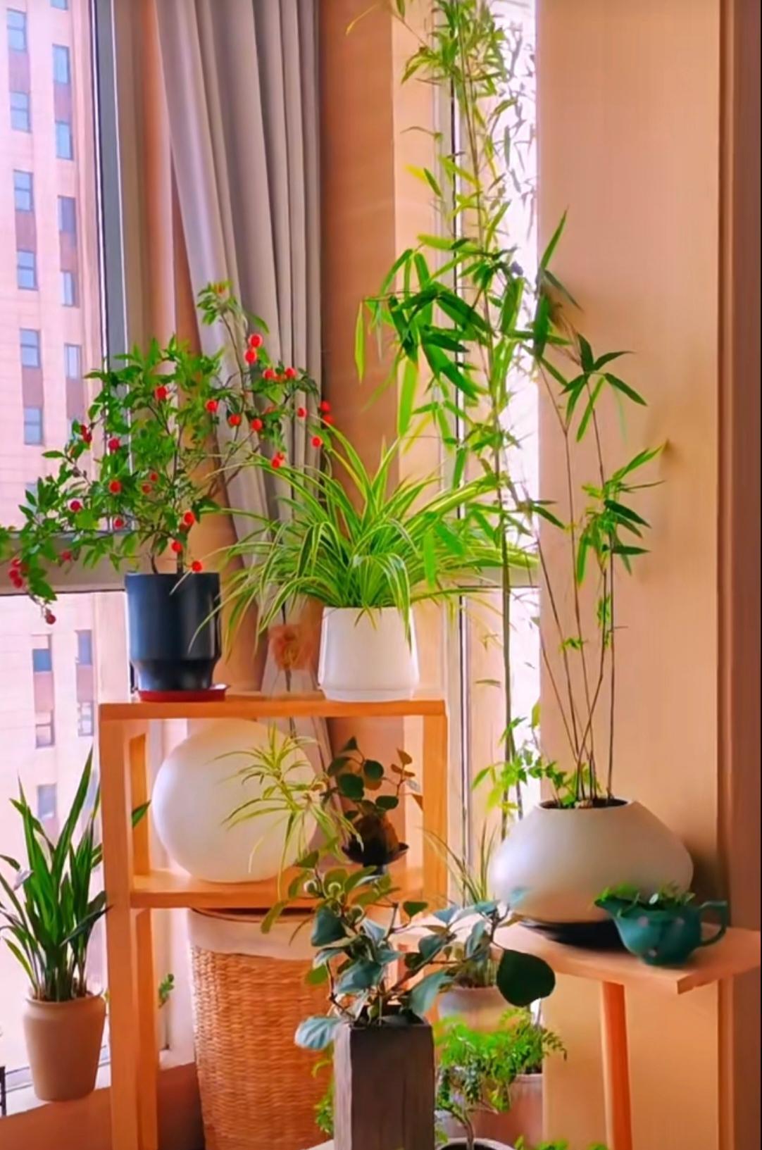 很美，很温馨的画面，不知道为何我却有一种“忧伤”的感觉
你有吗？
不得不说
绿植