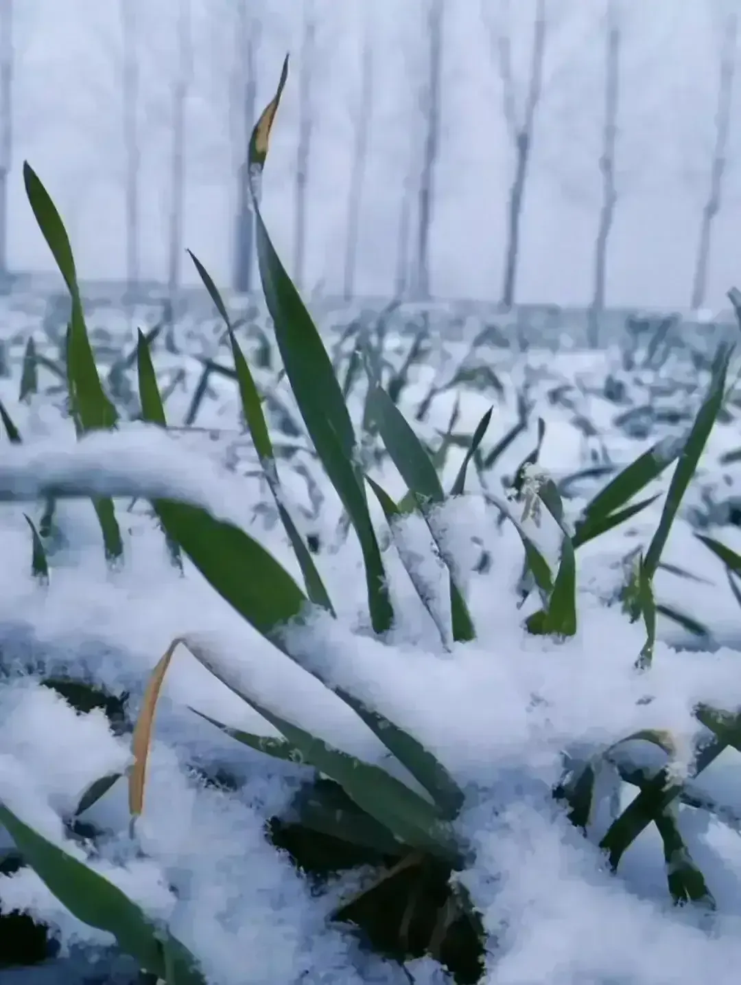 专家建议清除麦田积雪，以免小麦受冻伤。这位“专家”言论引发了争议，引发了众多质疑