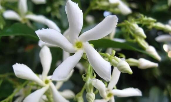 风车茉莉——80后的风车记忆
80年左右出生的孩子，对风车有着独特的记忆，那个时