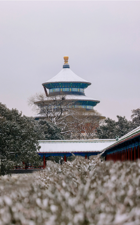 太喜欢雪天的北京，游走在单位对面的天坛公园里，赏祈年殿的雪，看松枝如花艺般的美，