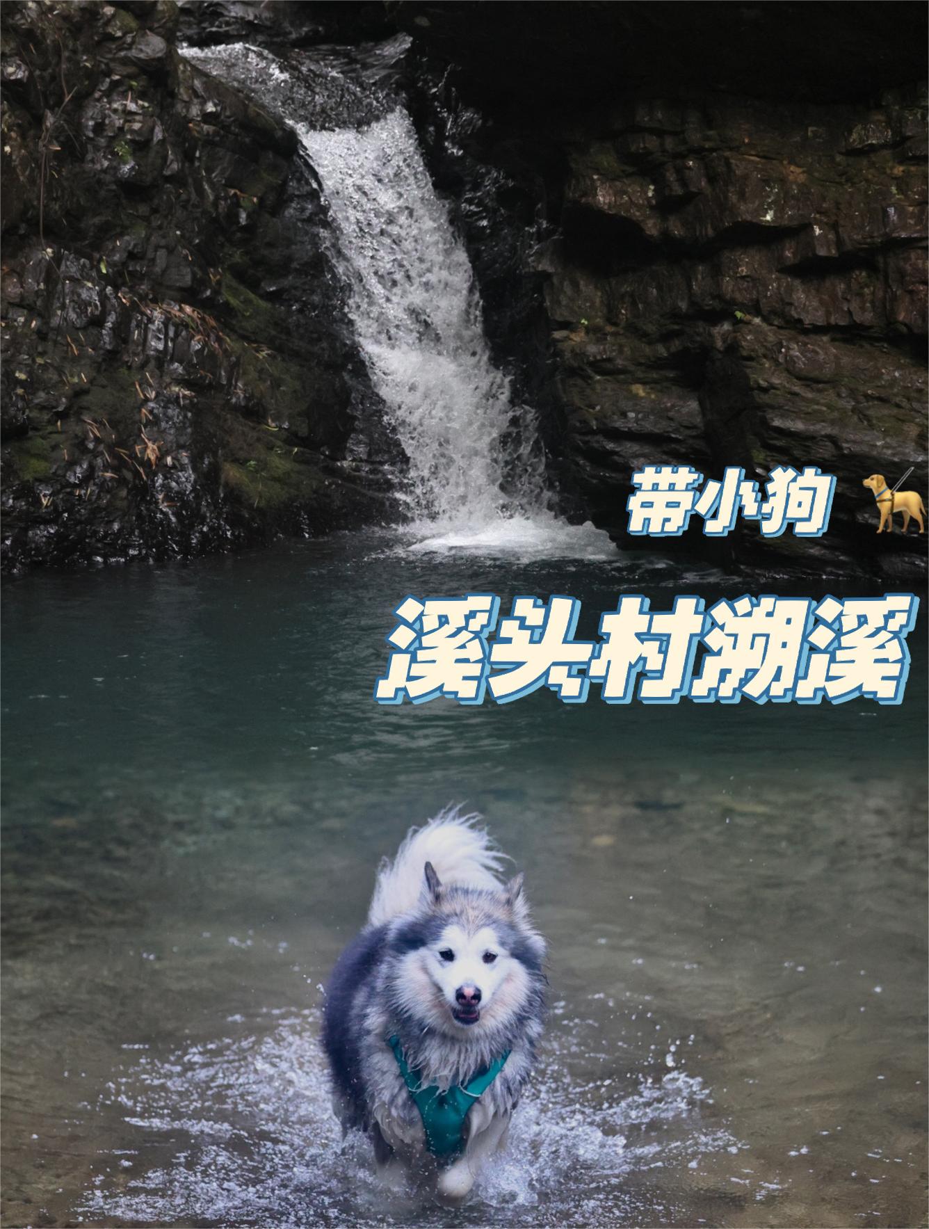 周末带狗出游 | 溪头村徒步➕溯溪休闲游