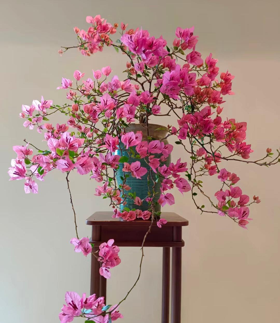 橙粉的静态美，你喜欢吗？
三角梅现在正是盛花期
做好养花护
不长叶子只长花
若是