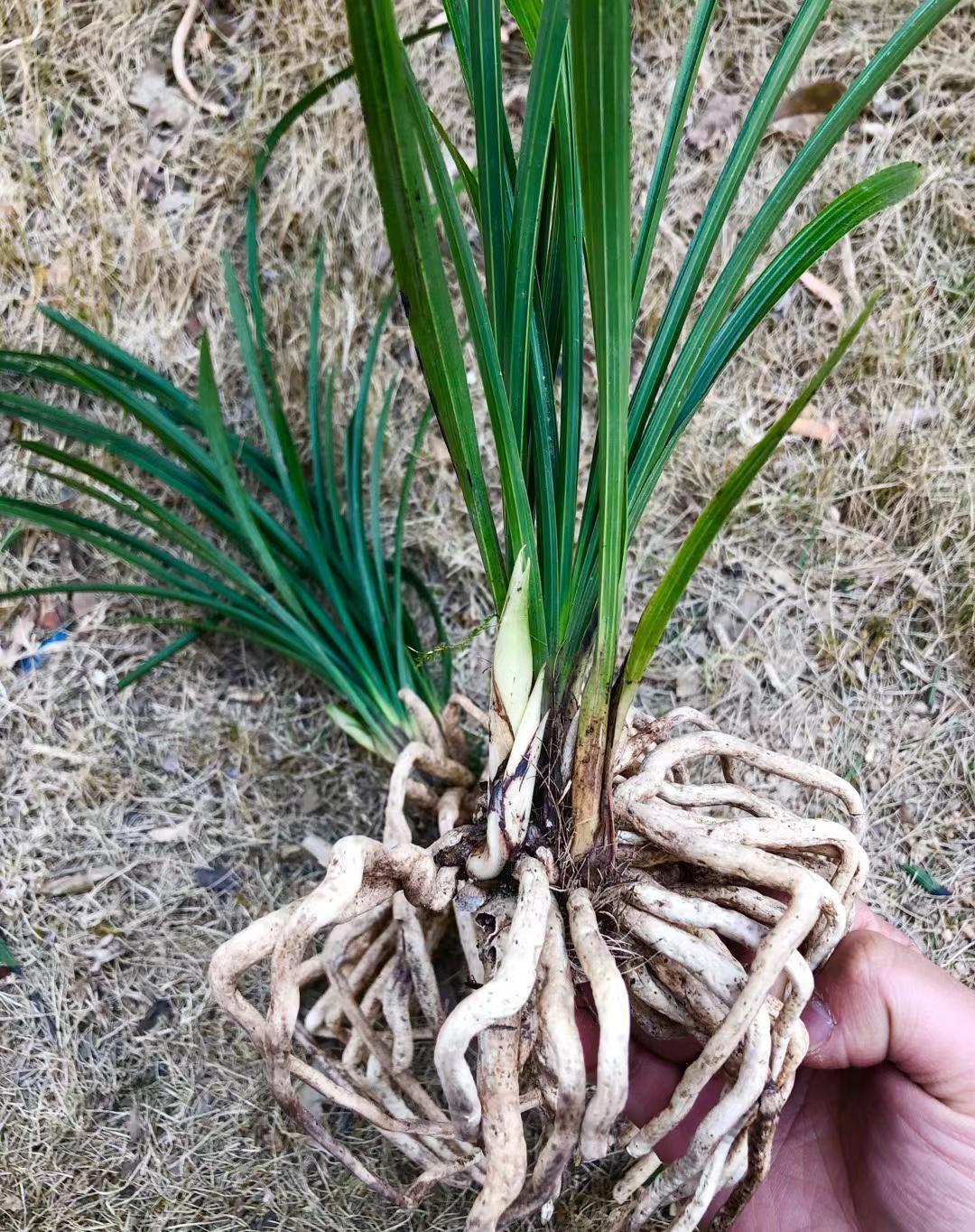 分苗剩下的两颗浓香型蕙兰，根肥苗壮，只可惜单颗苗太少，达不到我们店铺的发货标准，