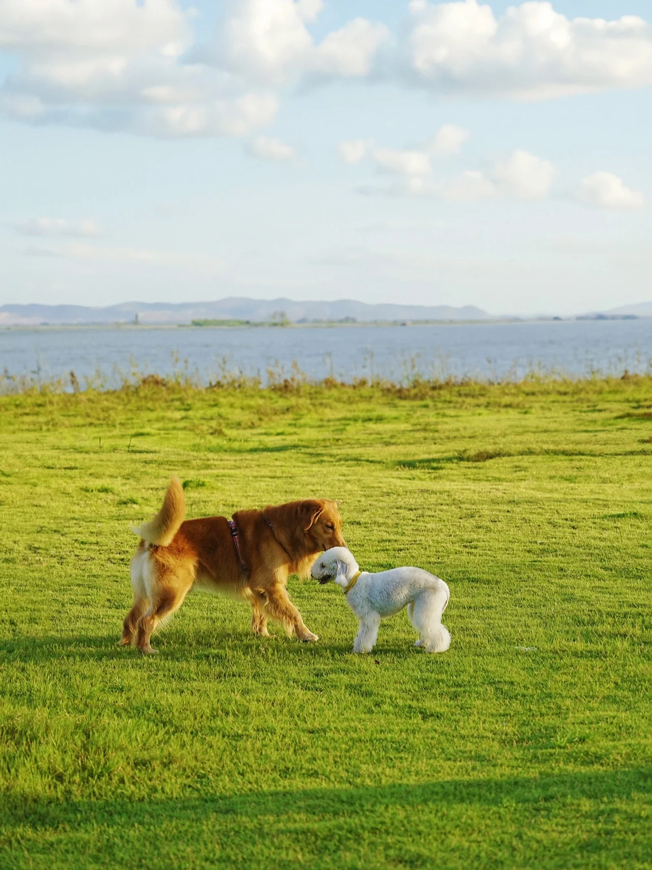 一定要带狗狗来这里！广州看海天花板！