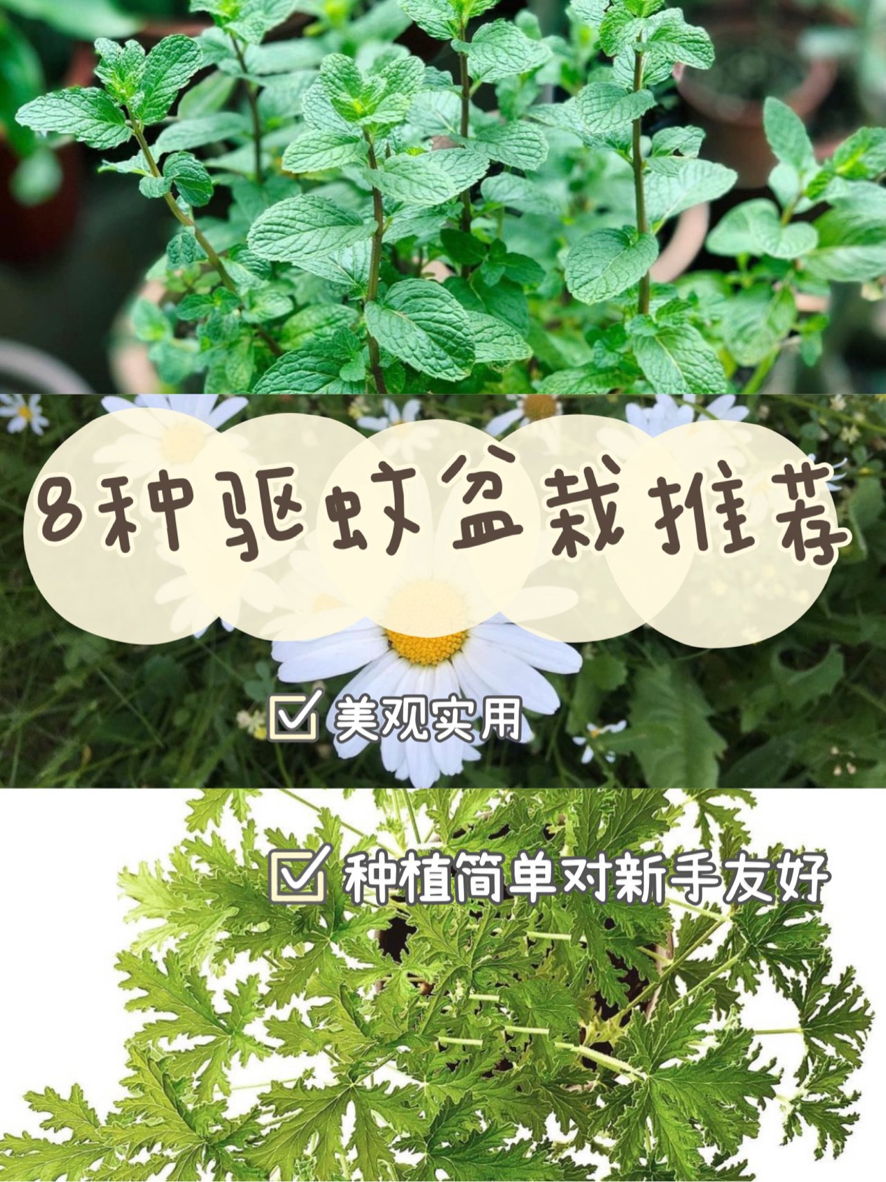 驱蚊盆栽#驱虫植物#