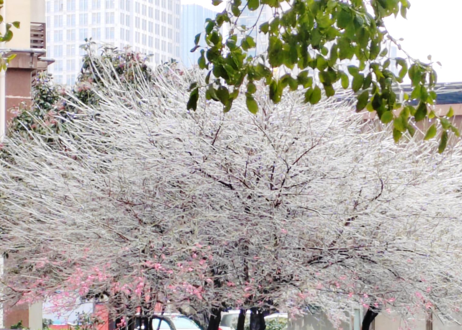 你们都下雪，武汉下冻雨
太独特了，不一样的美丽，冻雨，哈哈

弥补了没有下雪的遗