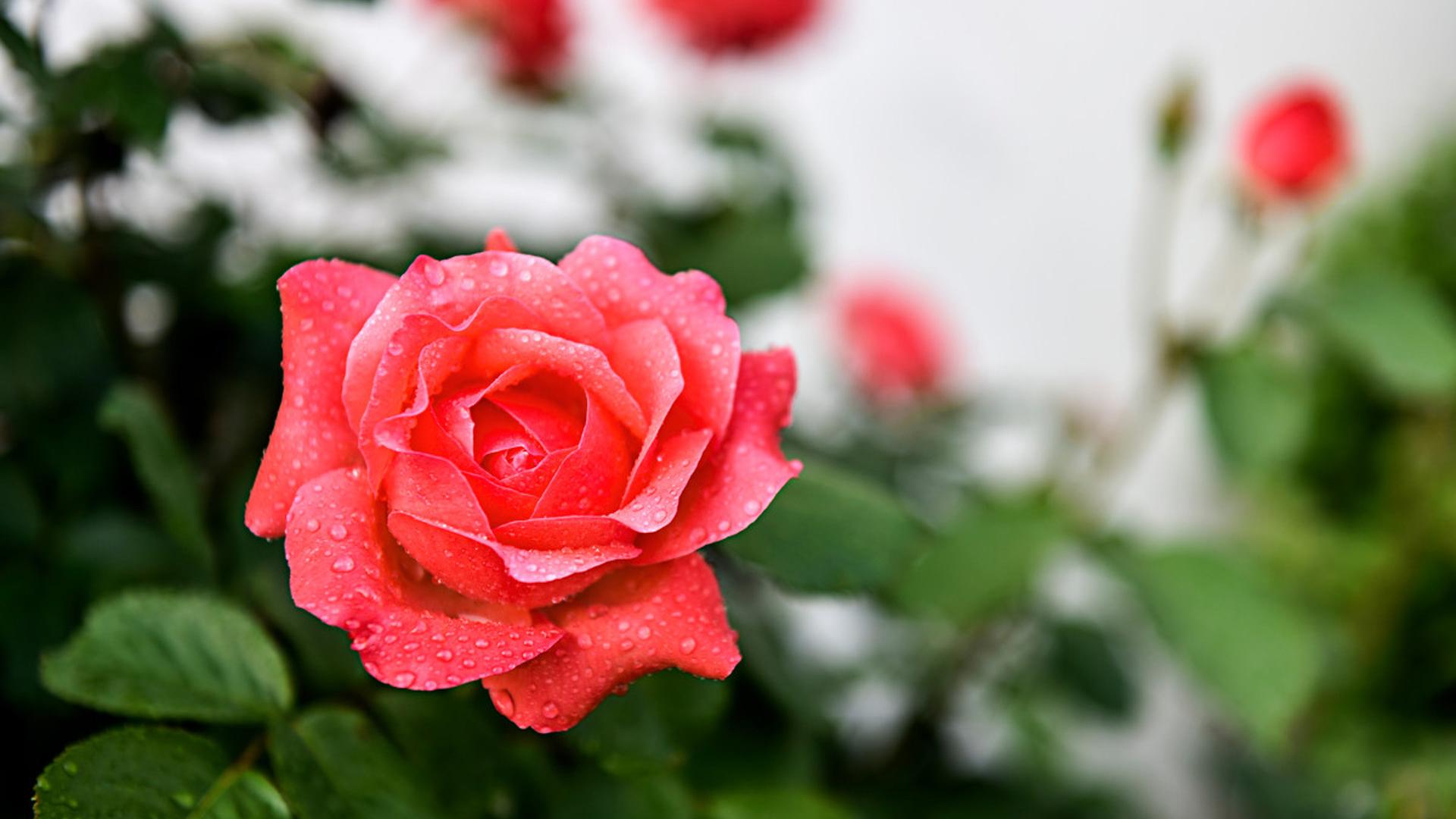 师傅教的都一样，完全看个人修行