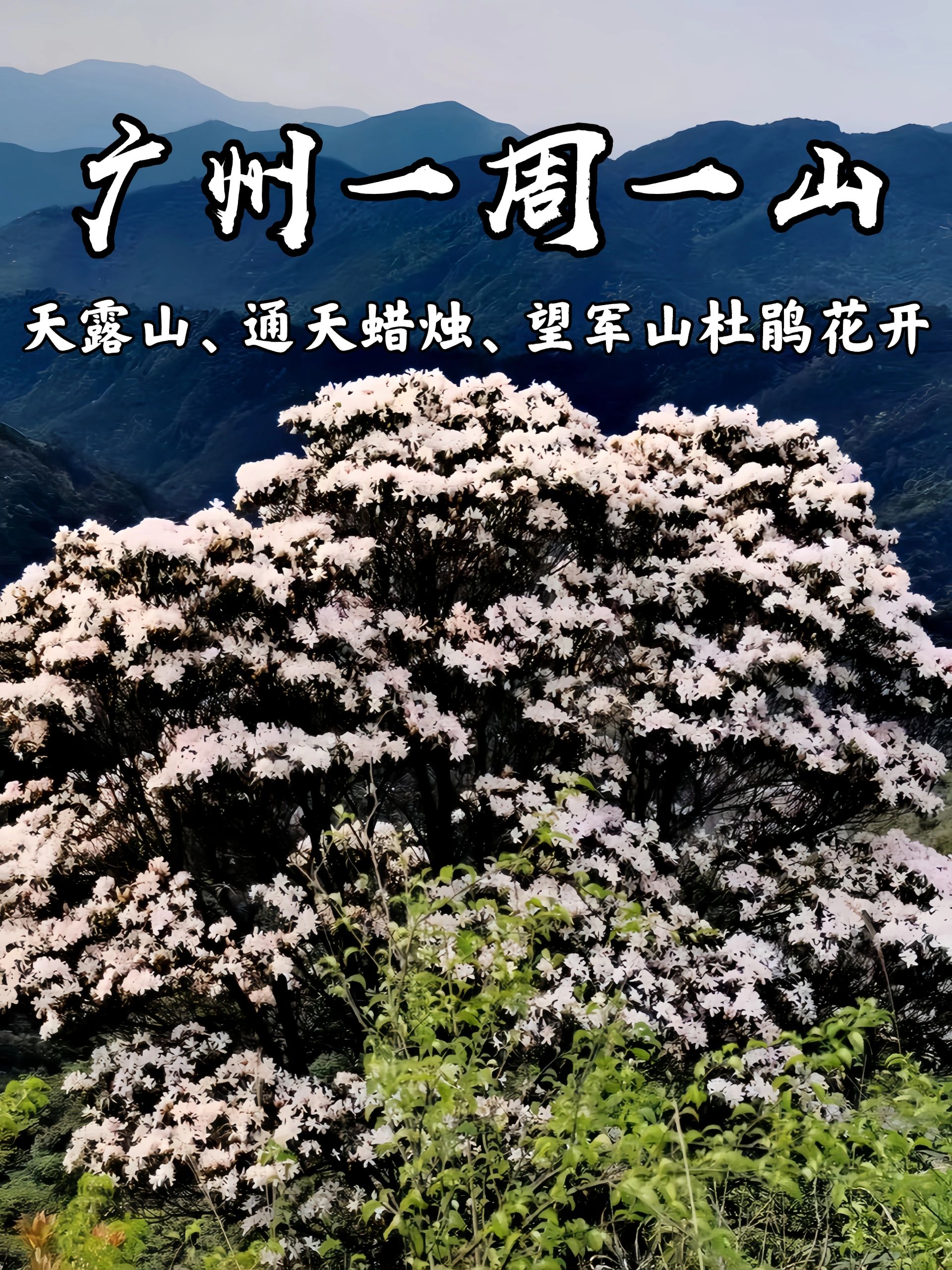 广州徒步|杜鹃花海是户外主旋律