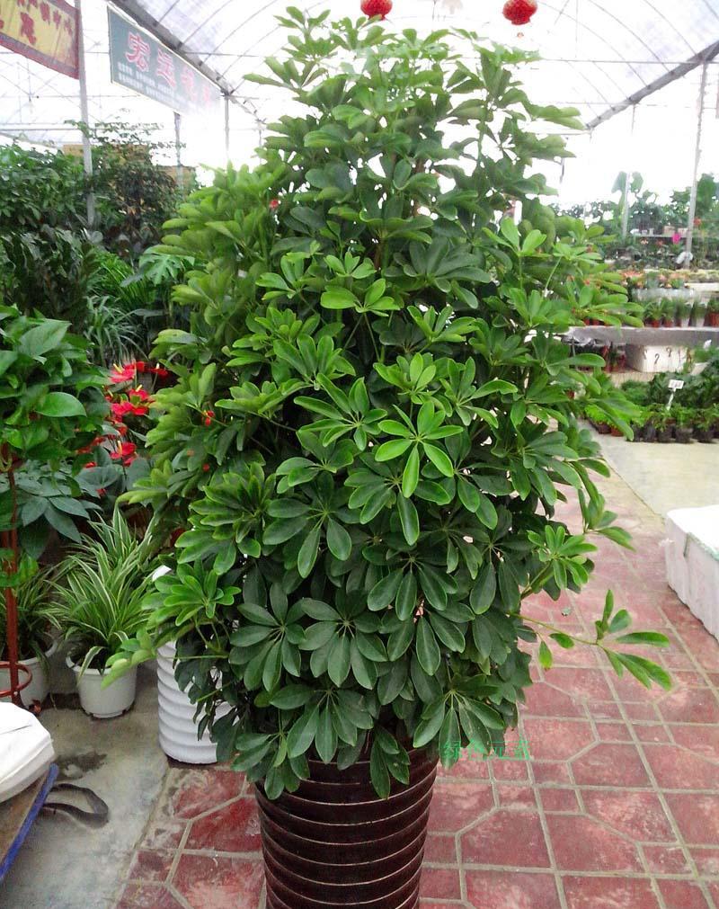 






鹅掌柴观赏价值高，还能净化空气
鹅掌柴的叶子很漂亮，每片叶子都有6
