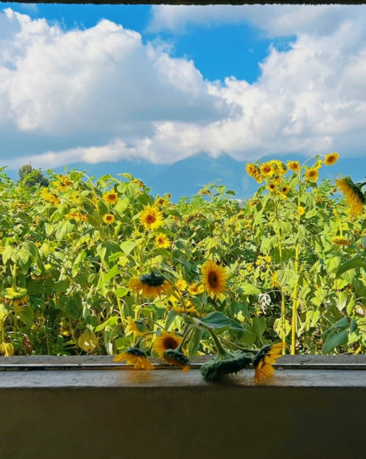 大理｜开满向日葵的窗户🌻