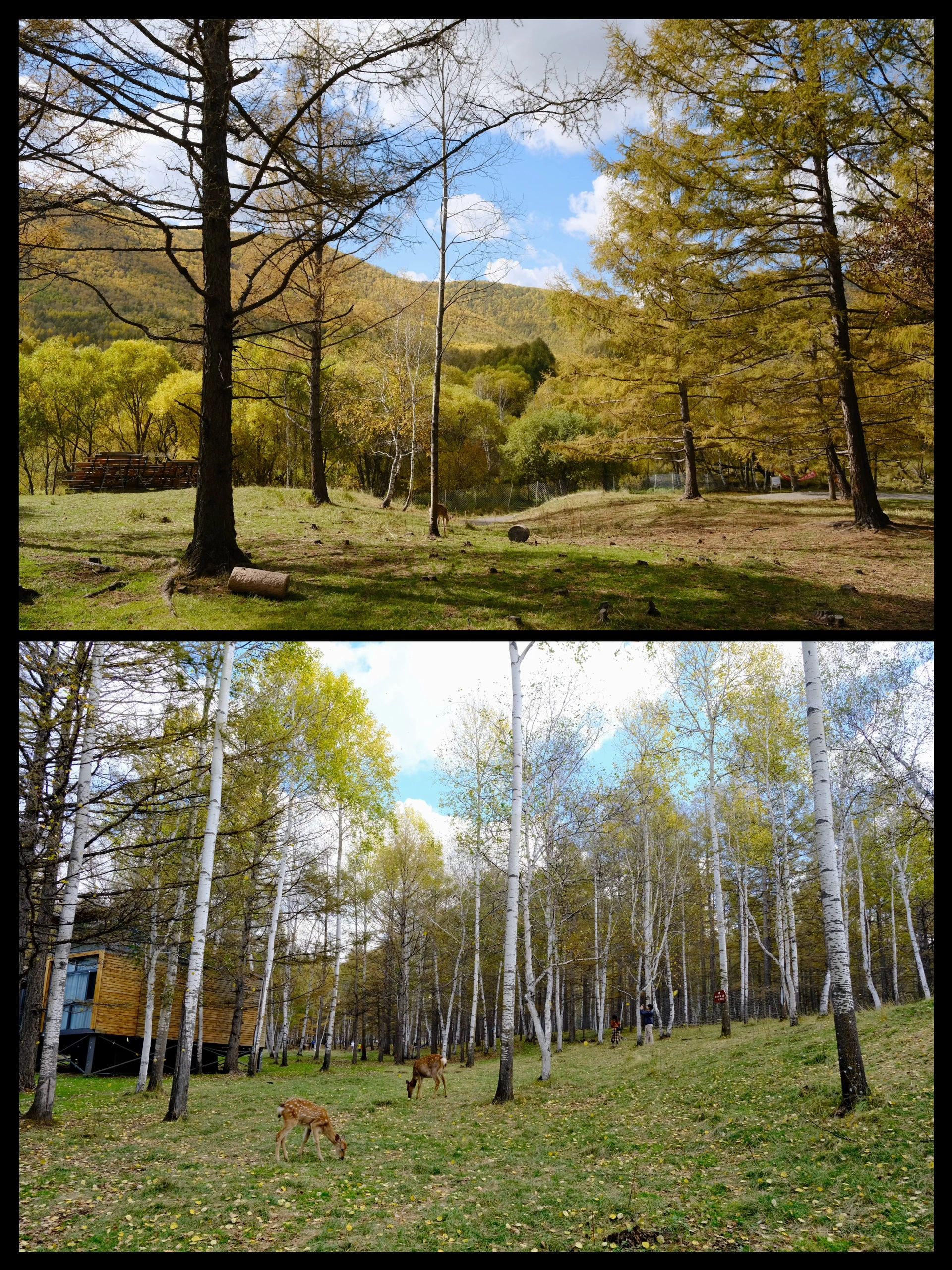 秋天的阿尔山，我进入了童话世界