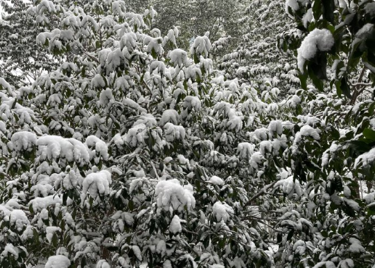 今冬的雪，是金陵城这些年难得一遇的劲猛的那种，大得有点出人意料，说教人喜出望外也