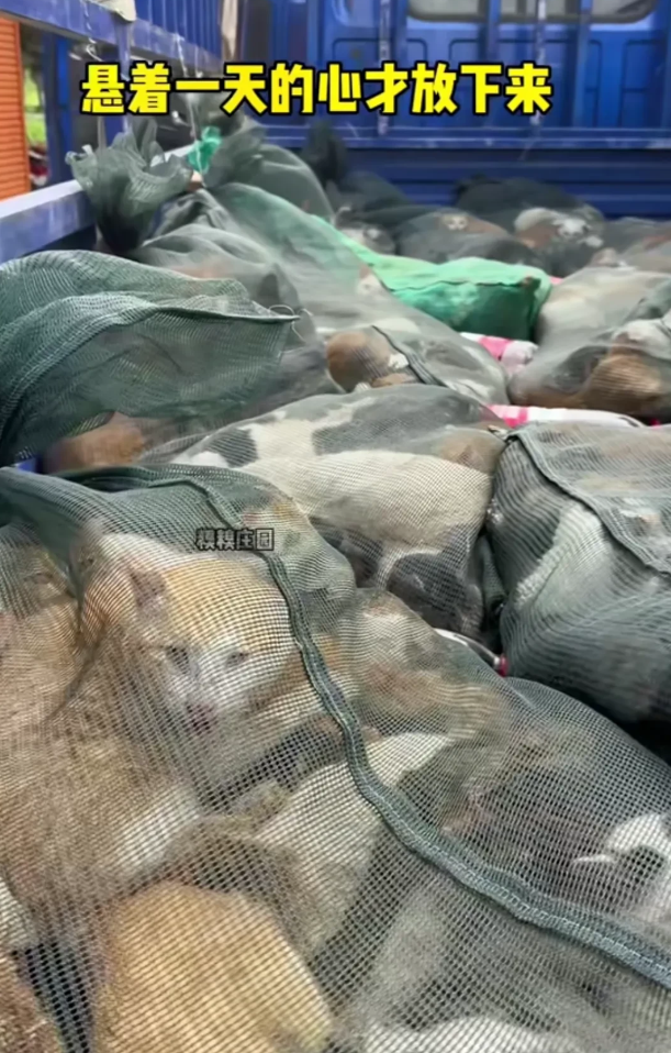 这些猫咪们被救了，总共15袋，总计221只！

这些猫咪有很多是流浪猫，也有宠物