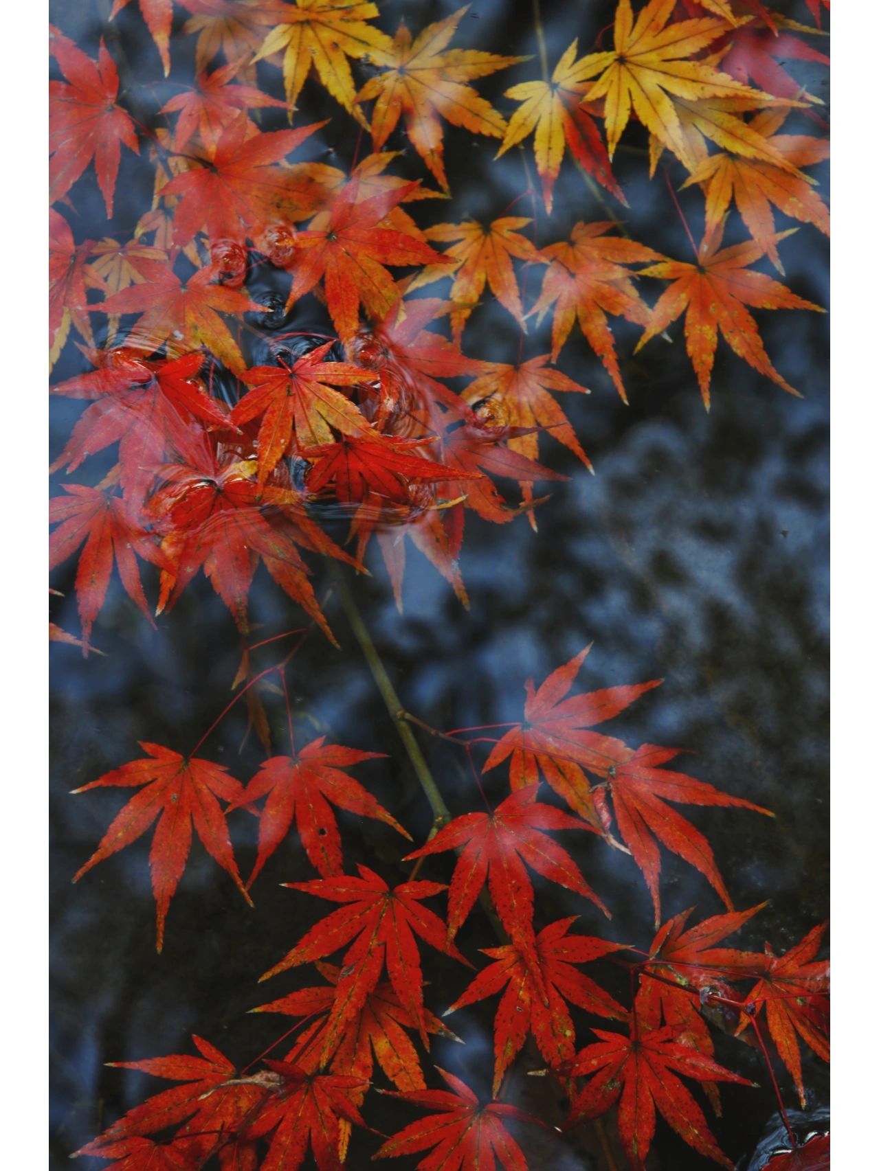 杭州赏秋|深秋九溪最美季