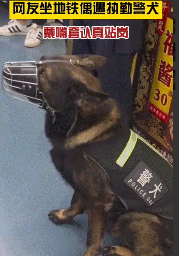 最近有网友坐地铁时，拍到一只警犬戴上了口罩。画面中可以看到，这只警犬很听话的蹲坐