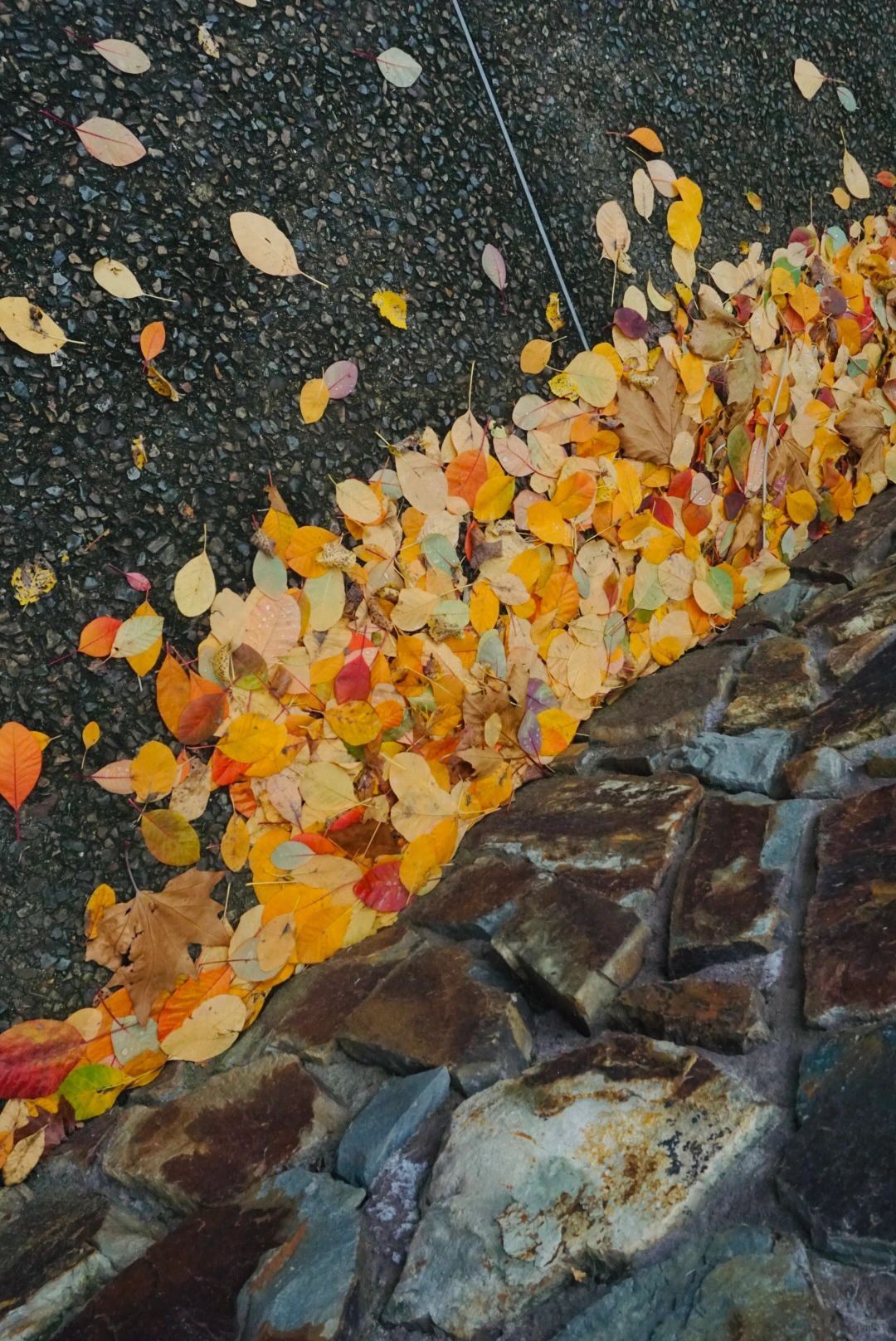 Melbourne｜墨尔本的秋天
🙋‍♀️三天的悉尼之行结束后，马不停蹄来到墨