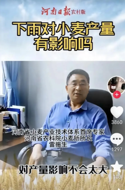 下雨对小麦产量影响不会太大，这就是河南省小麦产业技术体系首席专家，农科院小麦所所