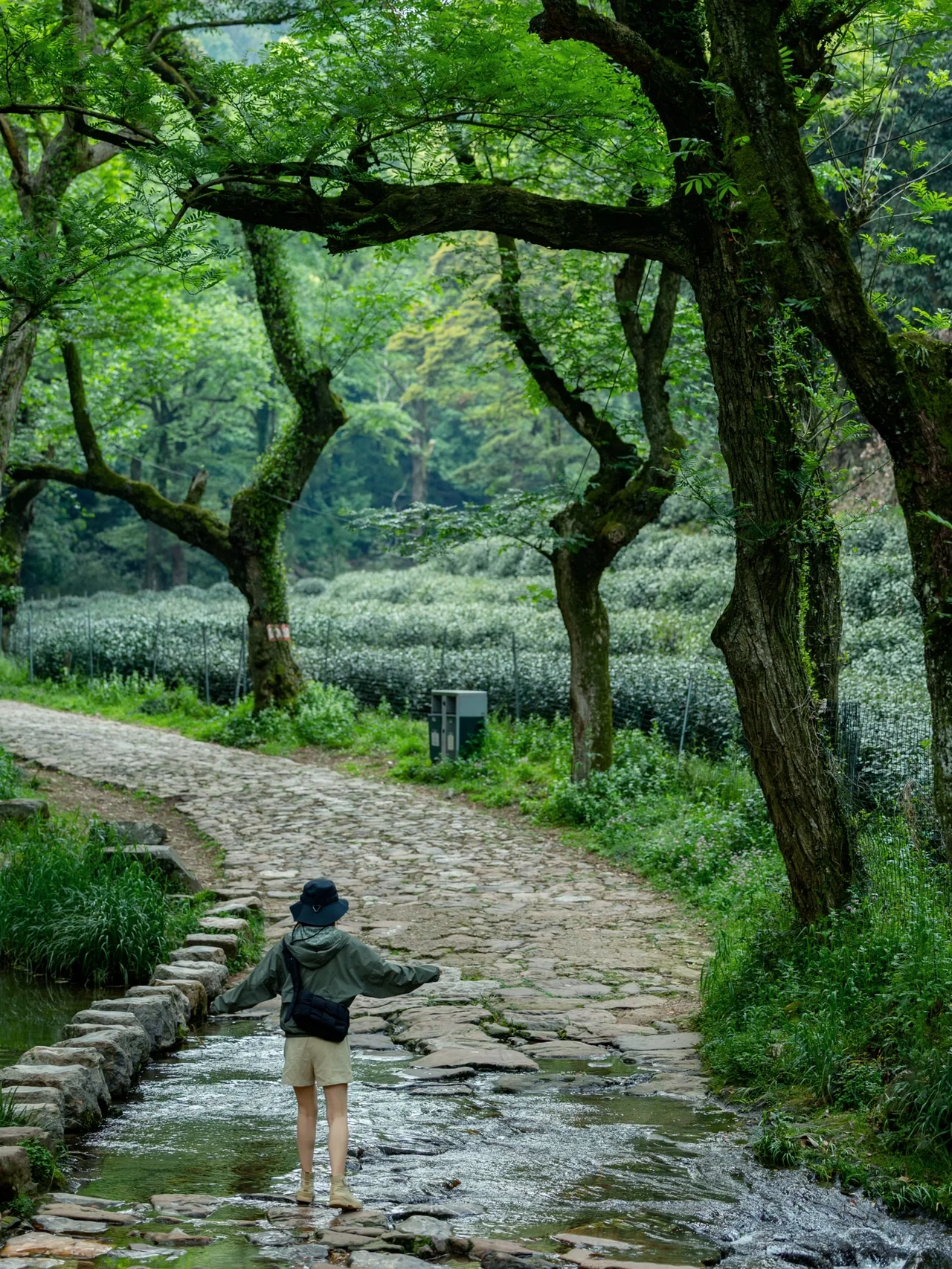 这是我今年走过最舒服的徒步｜溪流古树森林