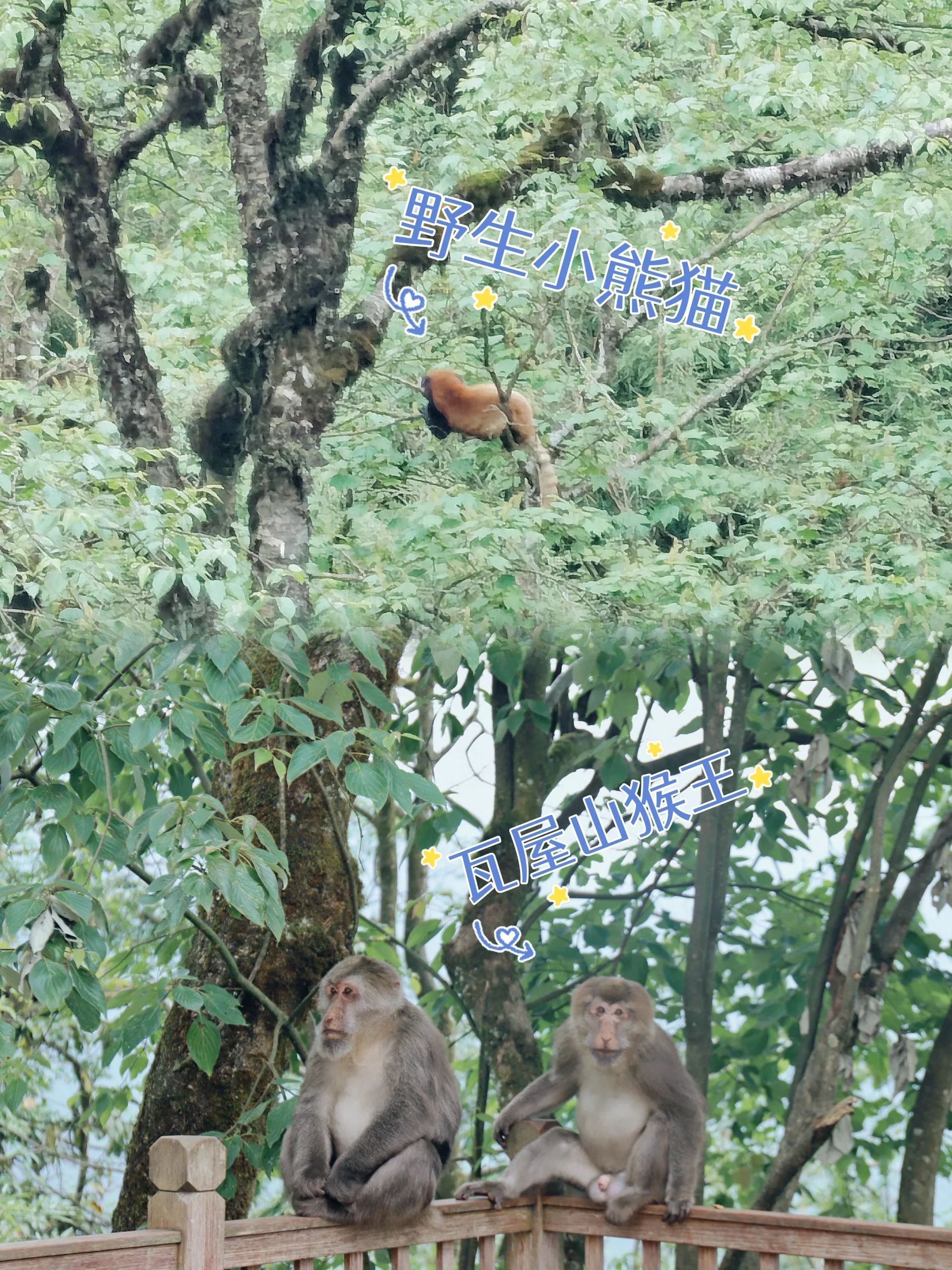 我找到了15℃夏日避暑地-2天1晚瓦屋山