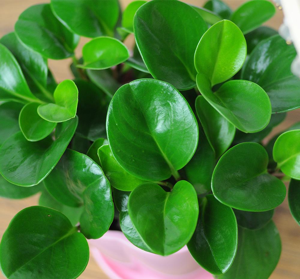 






豆瓣绿是防辐射“利器”，一片叶子也能繁殖

豆瓣绿是一种非常常见的