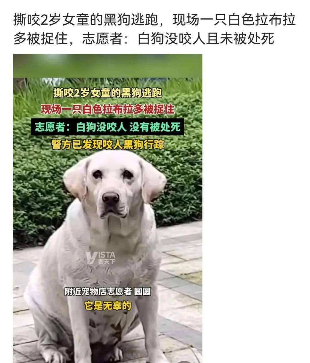 大反转！在四川罗威纳恶犬撕咬女童事件中，拉布拉多是“见义勇为”，并未参与撕咬，好