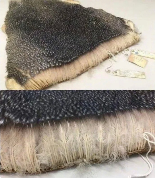 让帝企鹅能在零下60摄氏度生存的羽毛。