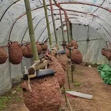 这才是职业养马蜂的吧