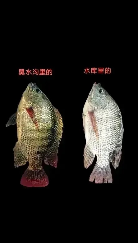 臭水沟里的和水库里的罗非鱼，还是有区别的，以图区分。
