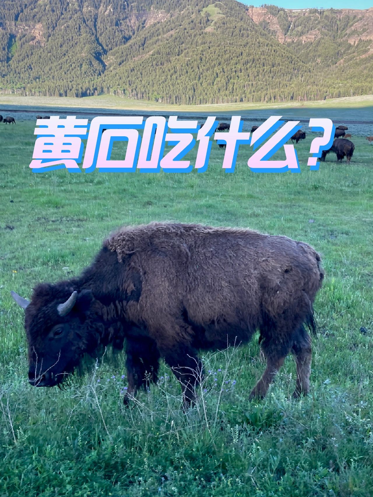 黄石|吃喝攻略