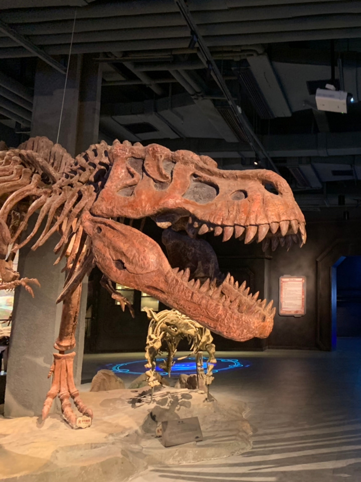 上海遛娃❤️常州正版恐龙人俱乐部